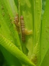 Fall armyworm on corn in Viet Nam.